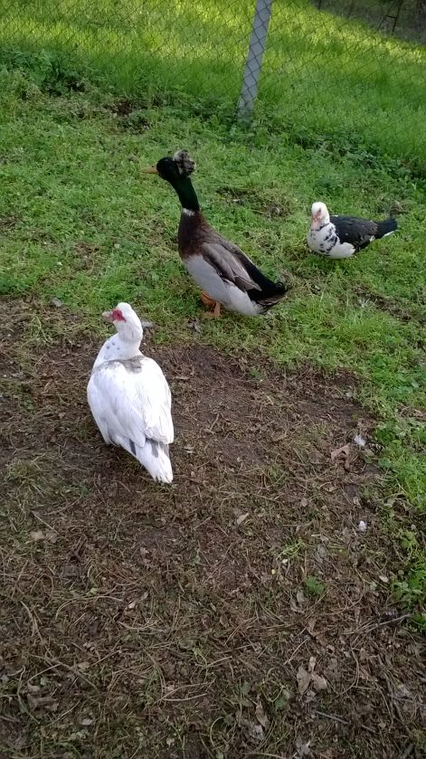 kacsák az állatsimogatóban
