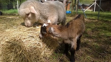 Az Öreg-tavi Élményvár lakói az a két kislány is